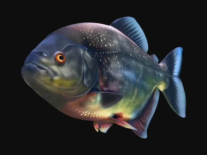 3D model for Black Diamond Piranha (Serrasalmus Venturus)