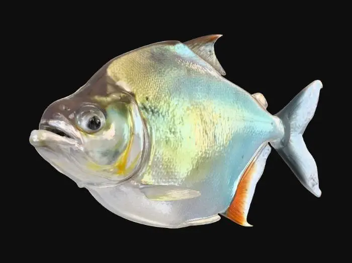 3D model for Black-Tailed Piranha (Pristobrycon Striolatus)