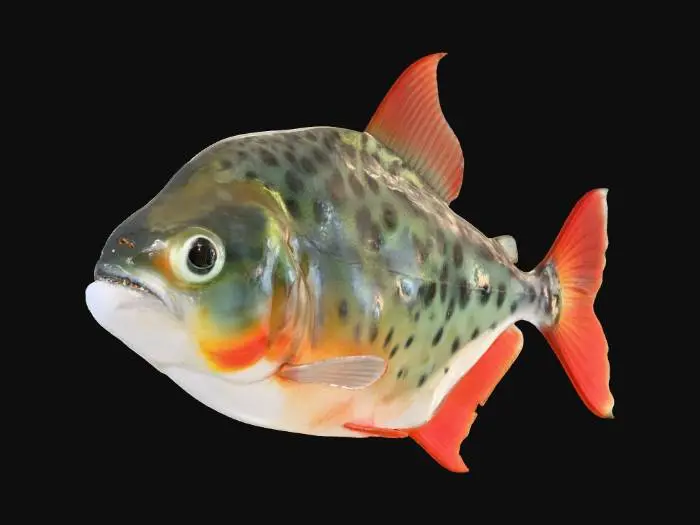 3D model for Spotted Piranha (Pristobrycon Maculipinnis)