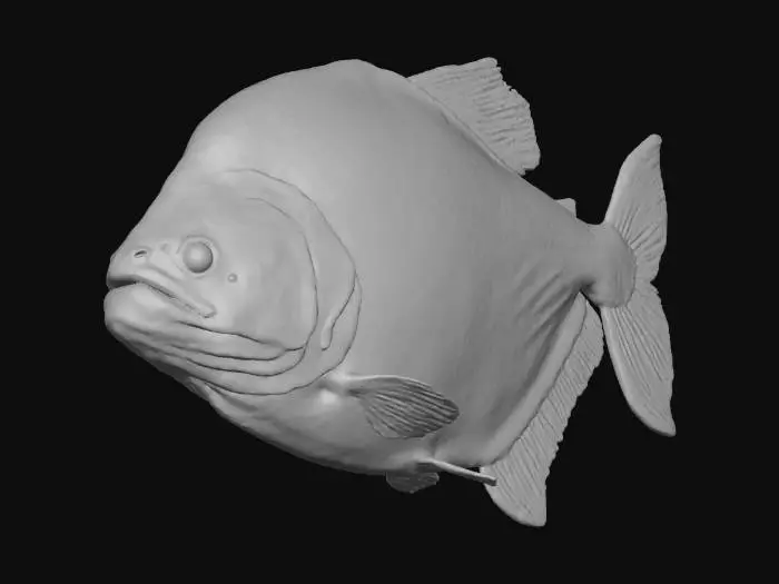 3D model for Black Piranha Adult (Serrasalmus Rhombeus)