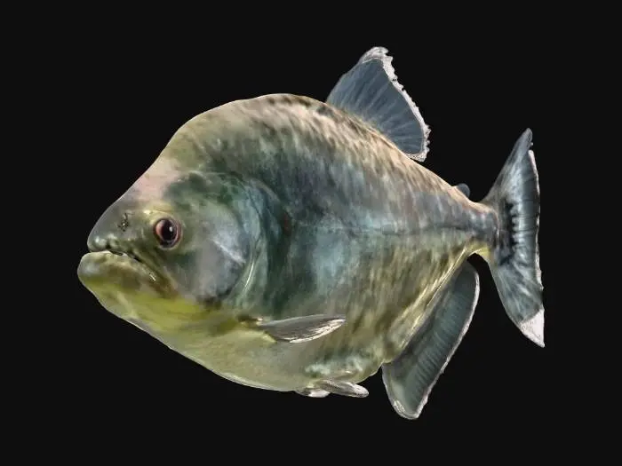 3D model for Marble Piranha (Marble Rhombeus)