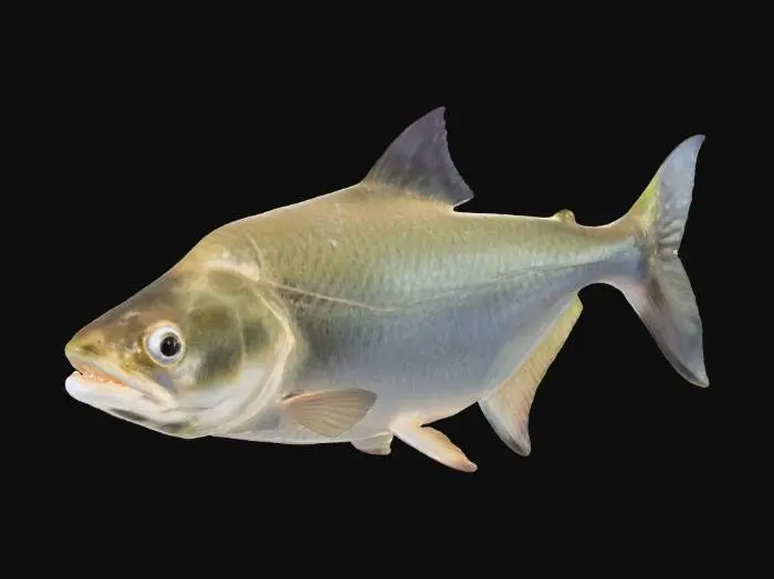 3D model for Fish Illustration