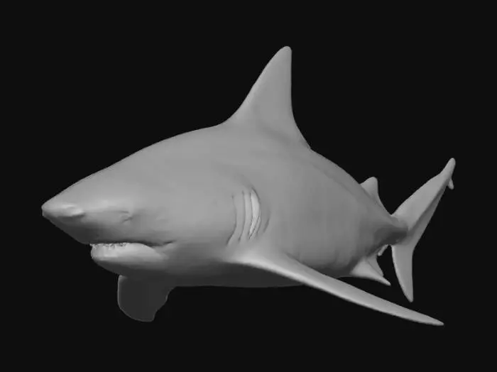3D model for Shark in the Deep