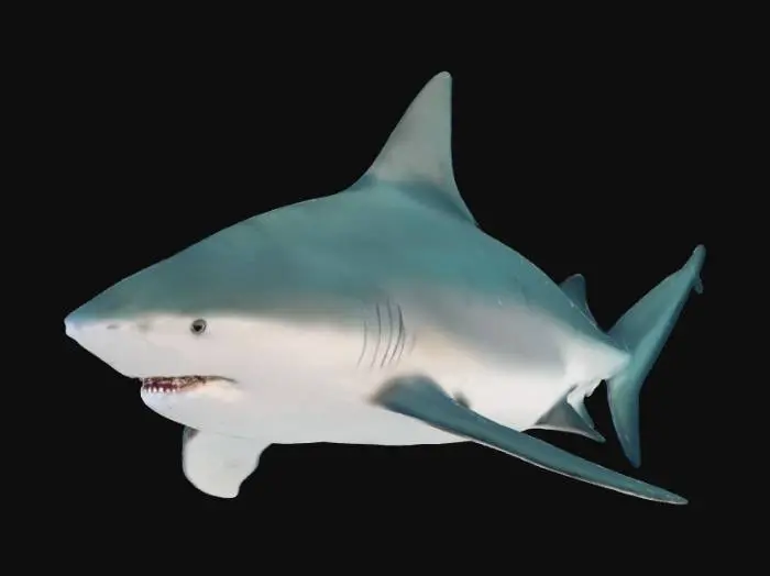 3D model for Shark in the Deep