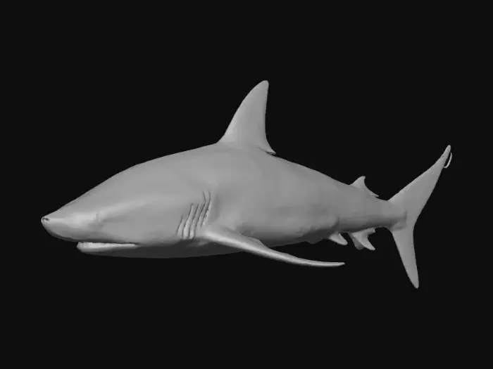 3D model for Silver Shark