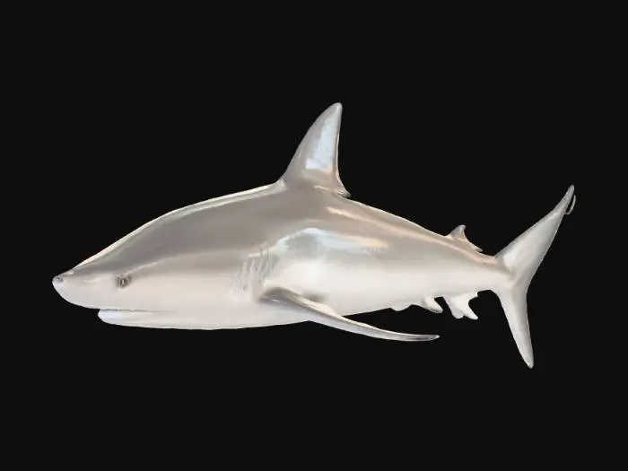 3D model for Silver Shark