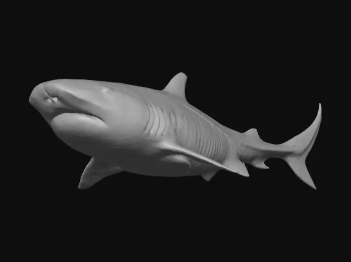 3D model for Tiger Shark Majesty