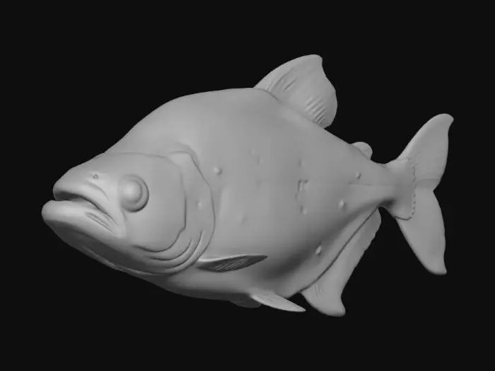 3D model for Serrasalmus Compressus