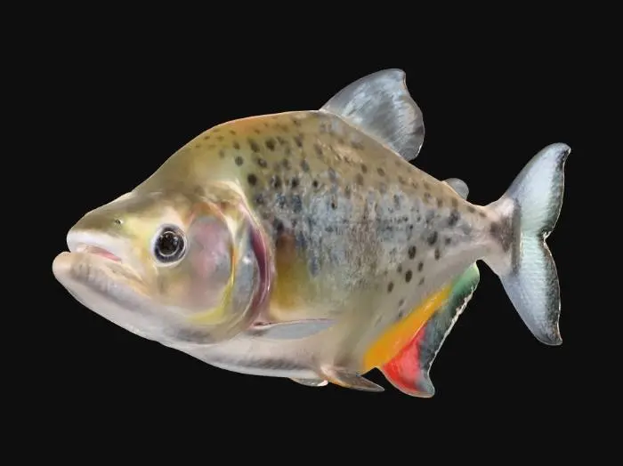 3D model for Serrasalmus Compressus