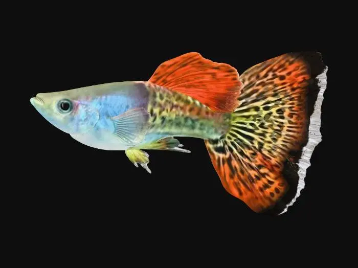 3D model for Red Cobra Guppy