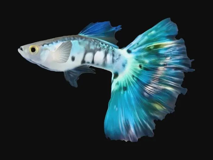 3D model for NeonBlue Halfmoon Guppy Male