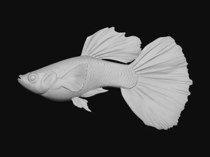 3D model for YellowTiger Guppy Male