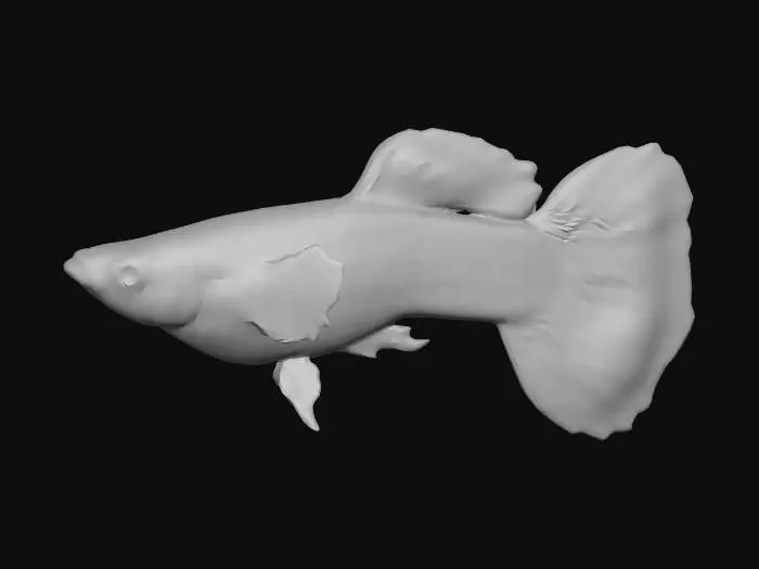 3D model for Round Tail Guppy