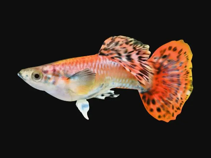 3D model for Round Tail Guppy