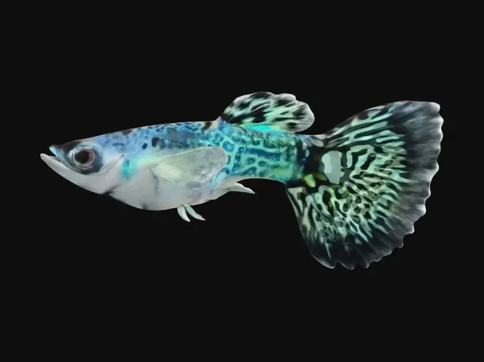3D model for Leopard Guppy