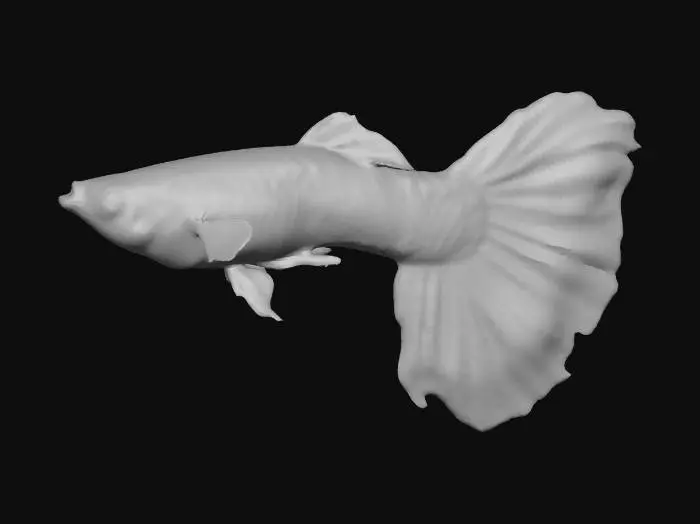 3D model for Tiger Halfmoon Guppy Male