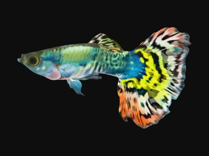3D model for Tiger Halfmoon Guppy Male
