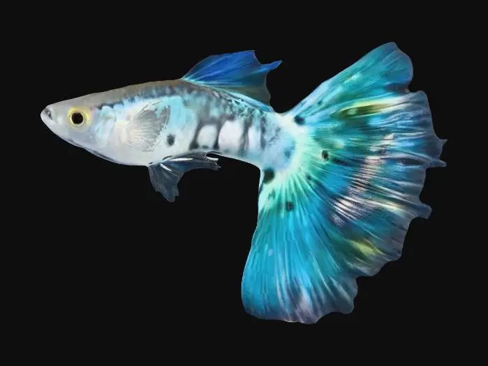 3D model for NeonBlue Halfmoon Guppy Male
