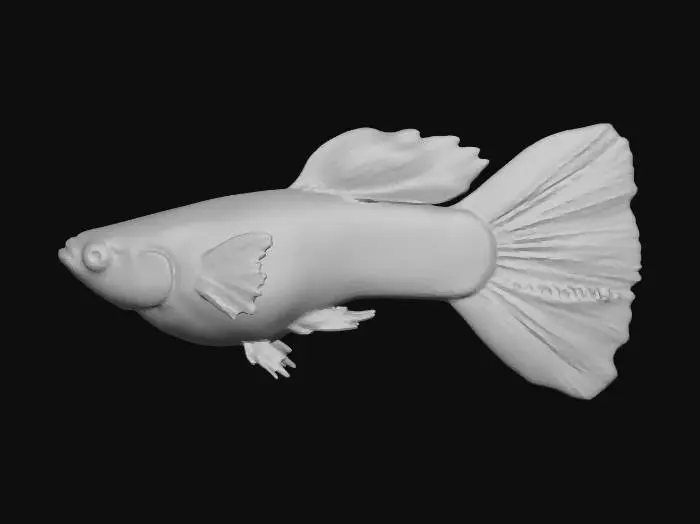 3D model for GoldenLace Halfmoon Guppy Male