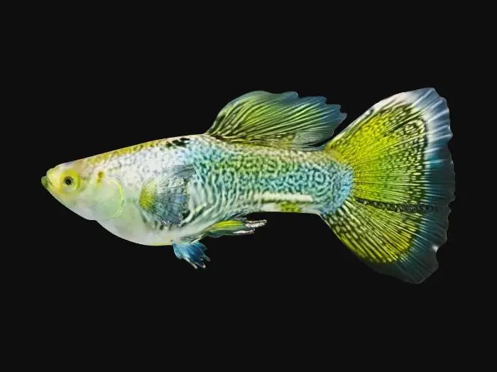 3D model for GoldenLace Halfmoon Guppy Male