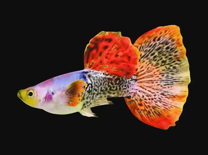 3D model for MetalRedLace Guppy Male
