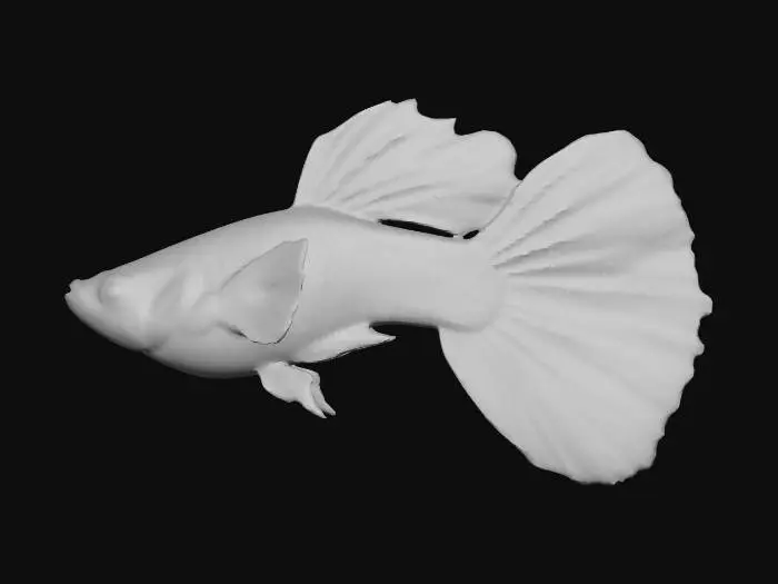 3D model for YellowTiger Guppy Male