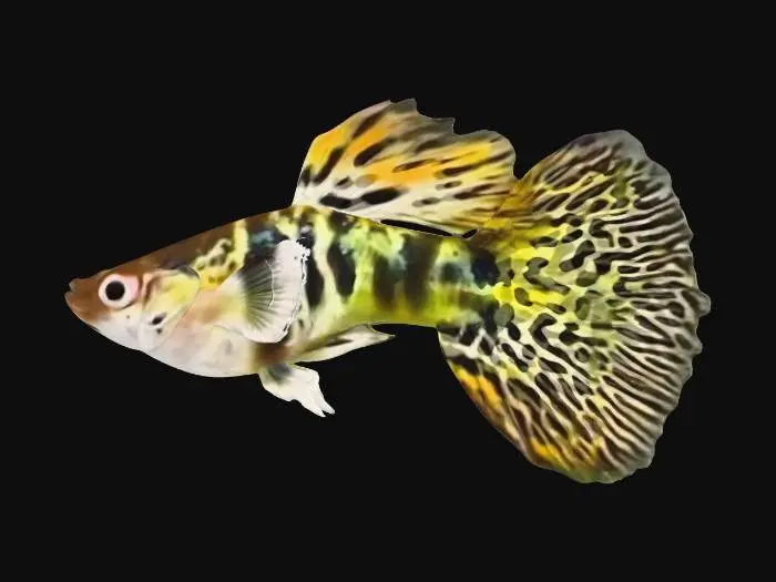 3D model for YellowTiger Guppy Male