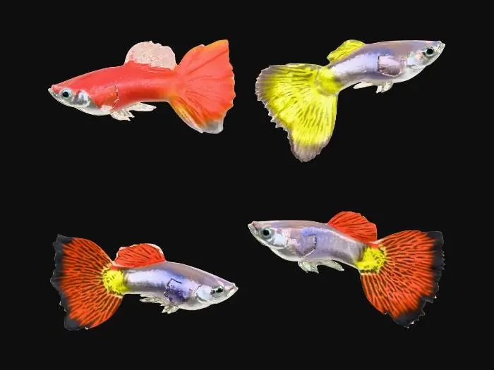 3D model for Guppies Galore