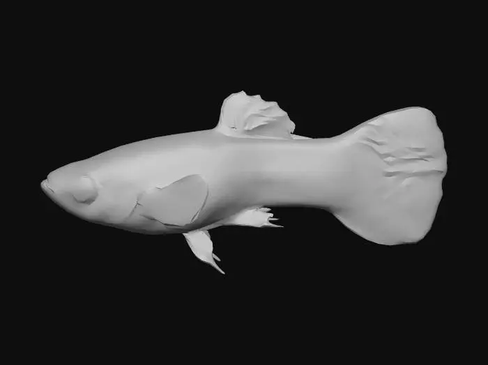 3D model for Half Black Endler Guppy