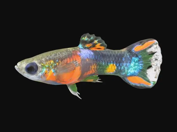 3D model for Half Black Endler Guppy