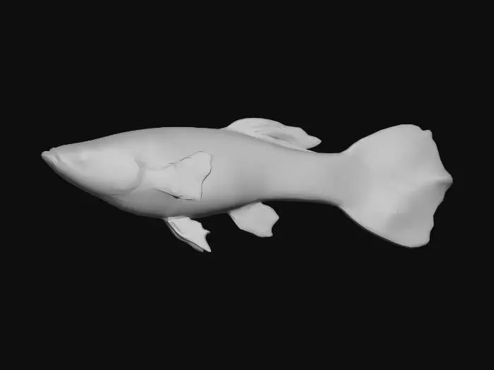 3D model for Bengal Tiger Endler Guppy Male