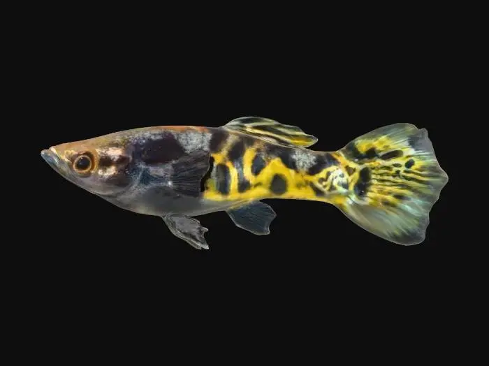 3D model for Bengal Tiger Endler Guppy Male