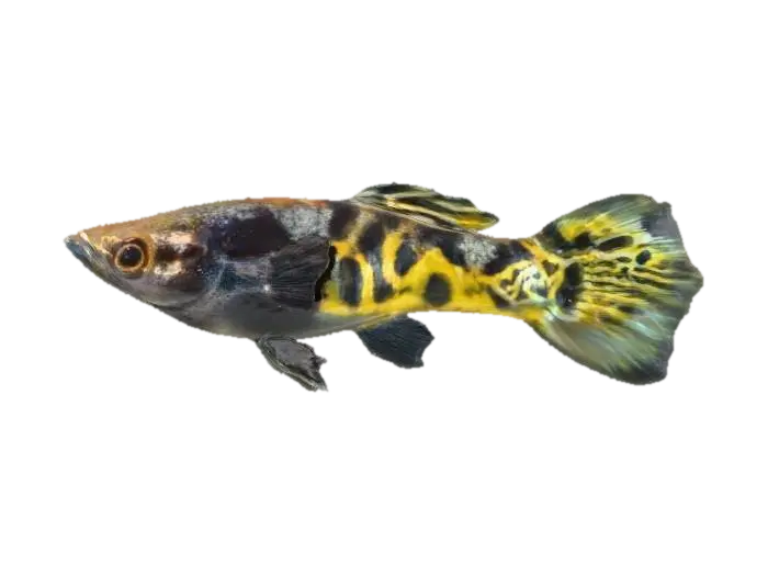 Bengal Tiger Endler Guppy Male 3D model, vytvořený pomocí AI