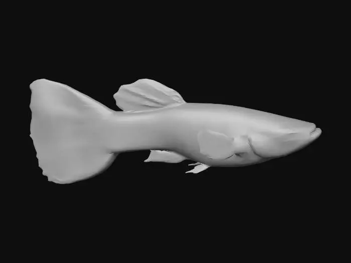 3D model for Snakeskin Endler Guppy Male