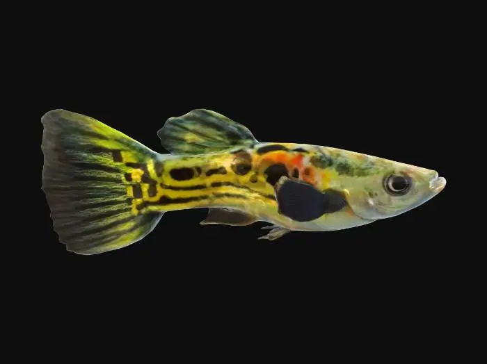 3D model for Snakeskin Endler Guppy Male