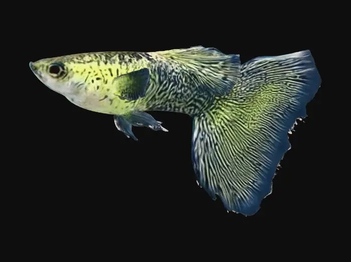3D model for Lace Guppy