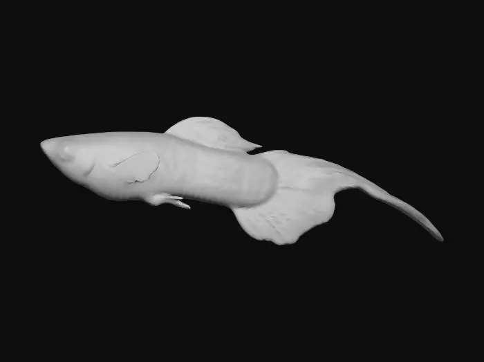 3D model for Top Sword Tail Guppy
