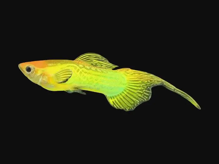 3D model for Top Sword Tail Guppy