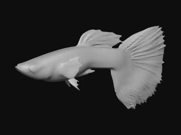 3D model for Halfmoon Guppy