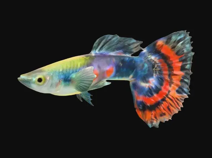 3D model for Halfmoon Guppy