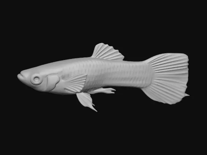 3D model for Half Black Endler Guppy