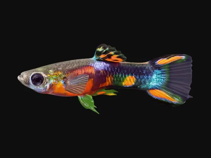 3D model for Half Black Endler Guppy