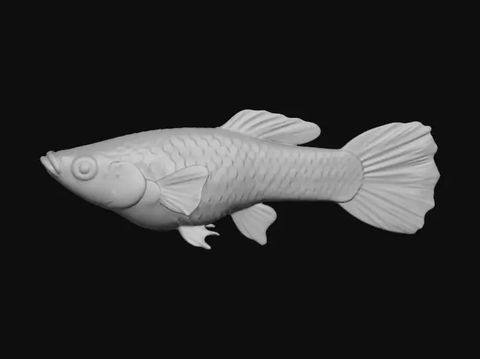 3D model for Bengal Tiger Endler Guppy Male