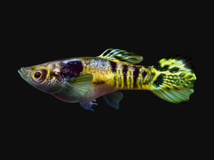 3D model for Bengal Tiger Endler Guppy Male