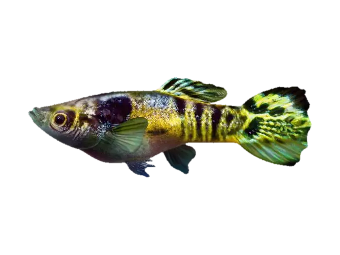 Bengal Tiger Endler Guppy Male 3D model, vytvořený pomocí AI