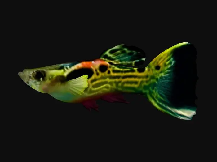 3D model for Snakeskin Endler Guppy Male