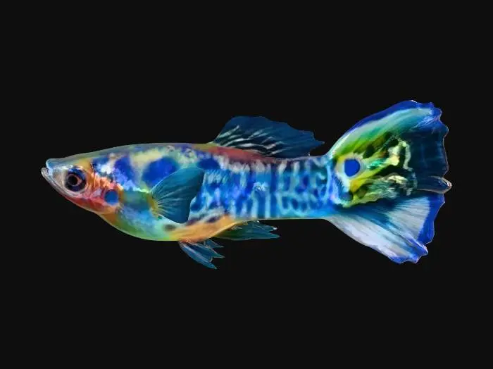 3D model for Blue Leopard Guppy