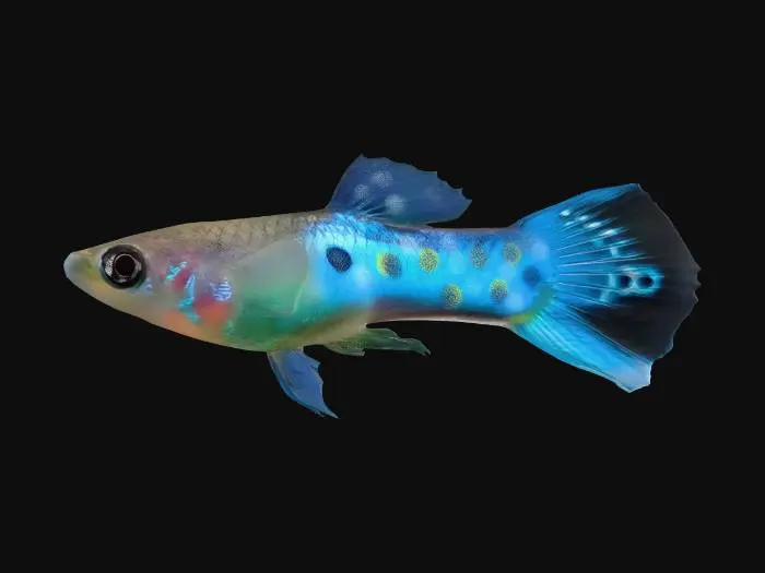 3D model for Blue Endler Guppy Male