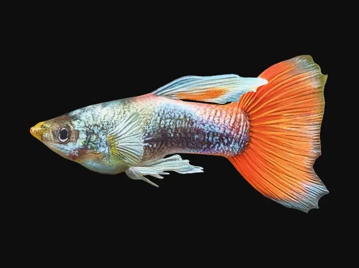 3D model for Santa Claus Guppy Male