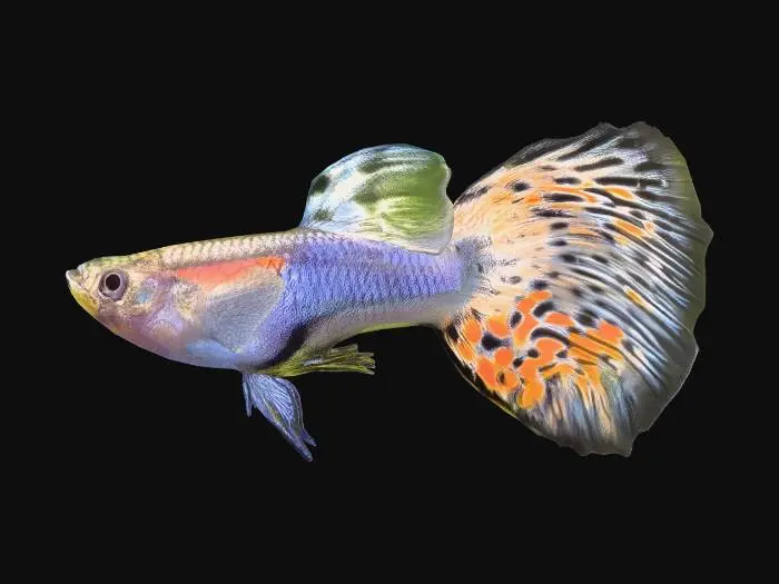 3D model for Japanese Blue Mosaic Guppy Male